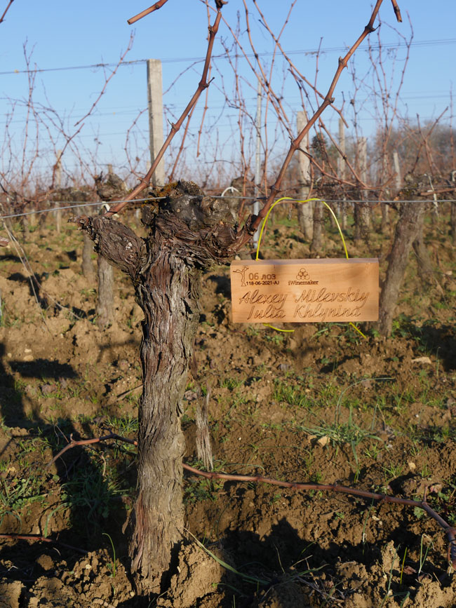 Виноградник на урожай